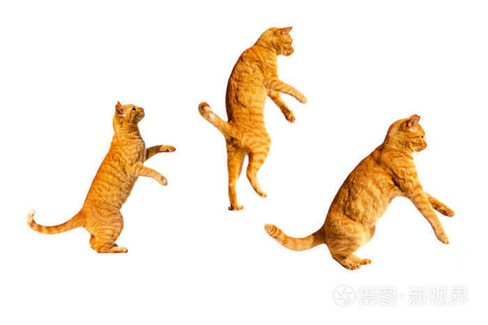 三只姜黄色跳跃猫孤立在白色背景上