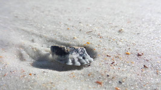 漂流木 木材 自然 浮木 贝壳