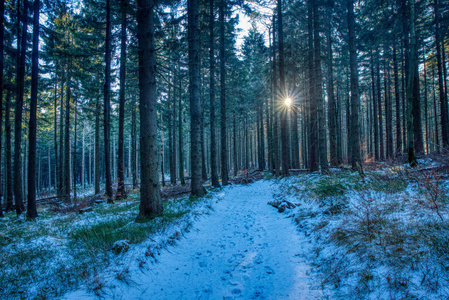 森林里的徒步小径，阳光穿过树林