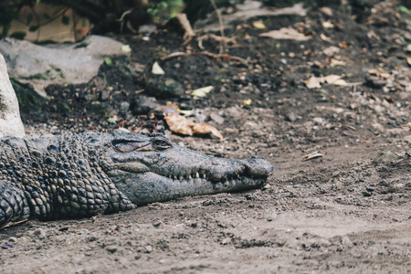 猎人 皮肤 危险 自然 荒野 食肉动物 鳄鱼 两栖动物 牙齿