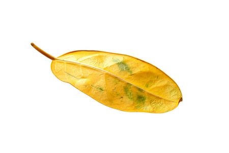 Closeup of a yellow leaf isolated on a white background. Fading