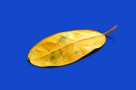 Yellow sheet on a blue background. Fading, drying yellow leaf. C