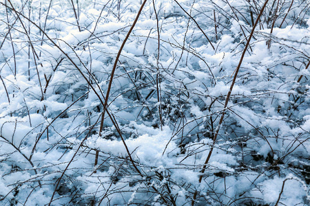 冬天 冷冰冰的 在下面 寒冷的 灌木 自然 风景 美丽的
