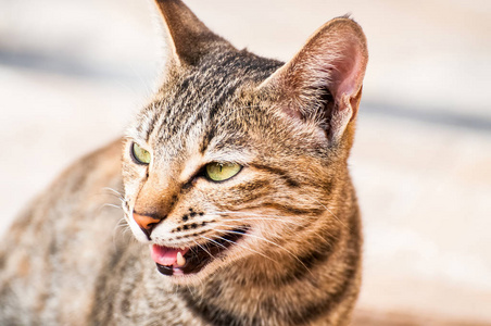 愤怒的 危险 食肉动物 野生动物 狮子座 哺乳动物 猎人