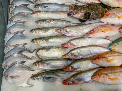海鲜市场的冰上冷冻鱼照片