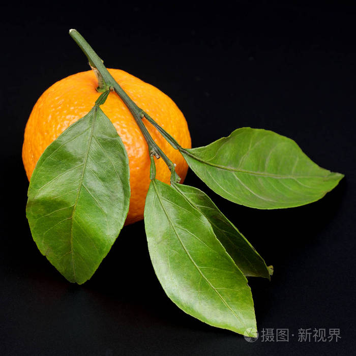 成熟多汁的橘子叶被隔离在黑色背景上