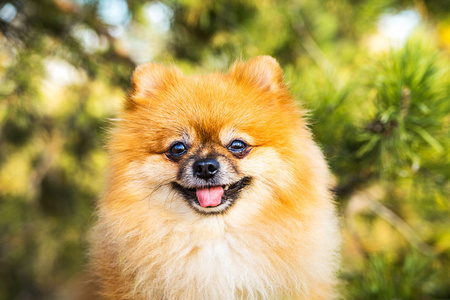 一只秋天的自然狗的姜黄色肖像。