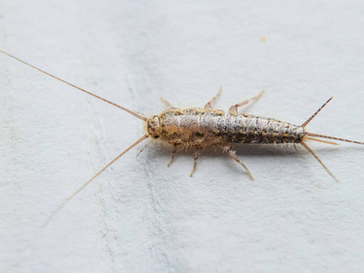 没有昆虫灰色图片