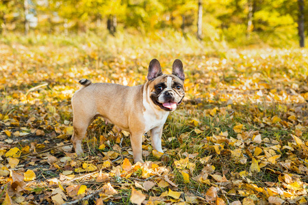 秋天自然背景的法国斗牛犬。