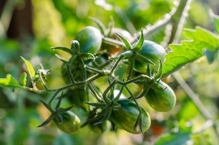 特写镜头 成长 分支 灌木 标签 西红柿 番茄 农场 夏天