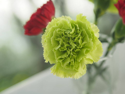 植物 标记 植物学 花的 多年生植物 盛开 农业 特写镜头