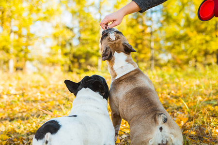 秋天自然背景的法国斗牛犬。