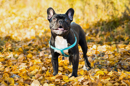 秋天树叶背景上的年轻法国斗牛犬肖像。
