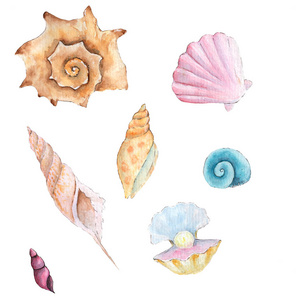 水彩贝壳剪贴画.照片
