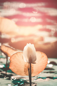 Closeup Beautiful pink lotus flower in pond.  