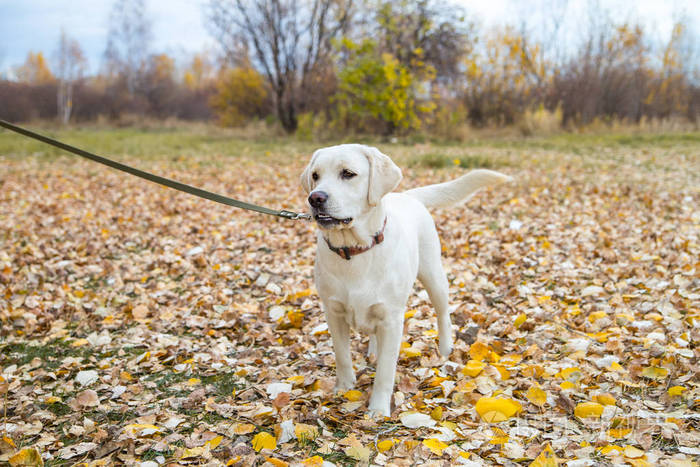 秋天公园里的黄色拉布拉多牵着皮带散步