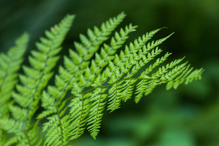 生长 季节 分支 特写镜头 森林 春天 颜色 植物区系 自然