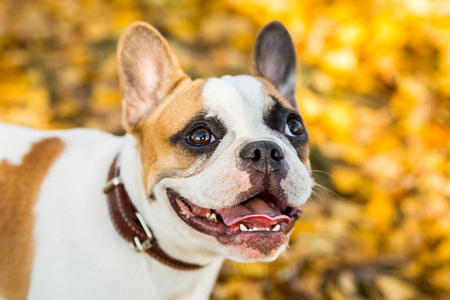 一只法国斗牛犬姜黄色和白色的肖像画在秋叶和草地的背景下