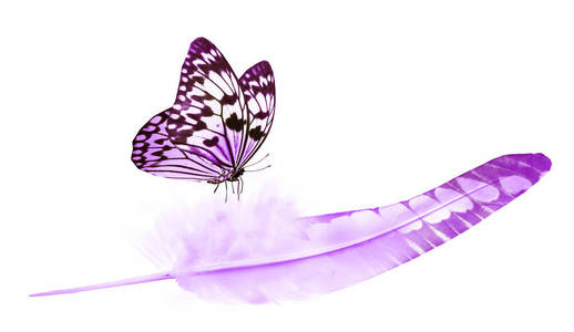 白色背景上孤立的美丽羽毛和蝴蝶