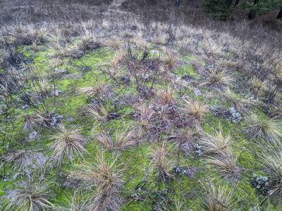 森林 纹理 苔藓 地面 环境 美丽的 生态学 植物区系 植物