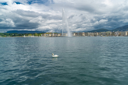 夏天 瑞士人 天际线 瑞士 自然 天鹅 喷泉 天空 城市