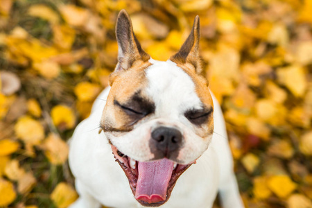 一只法国斗牛犬姜黄色和白色的肖像画在秋叶和草地的背景下