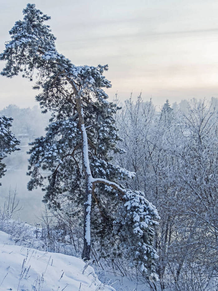 在寒冷的冬夜山坡上的弯曲的白雪覆盖的松树照片-正版商用图片2771l2