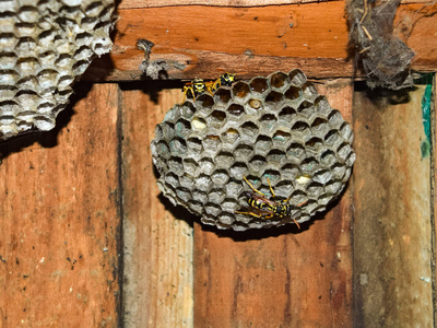 黄蜂窝,上面坐着黄蜂.照片