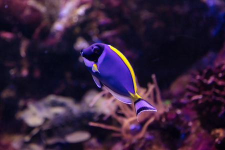 暗礁 珊瑚 自然 动物 野生动物 红鲷 海的 美丽的 盐水