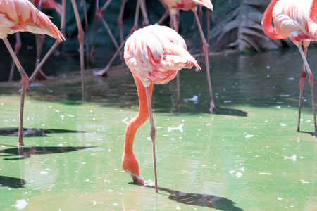 The pink Caribbean flamingo  Phoenicopterus ruber ruber  goes 