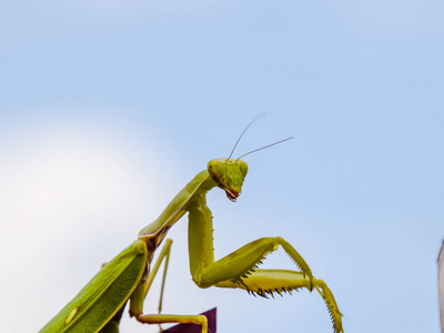 昆虫下颌骨图片