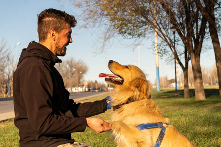 一只金毛猎犬正在和主人握手