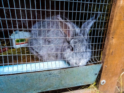 笼子里的兔子吃干草，干草，兔子和草