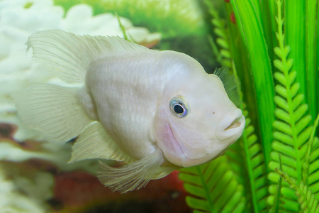 淡水水族馆鱼类，金枪鱼，金枪鱼。水族馆里的鱼。