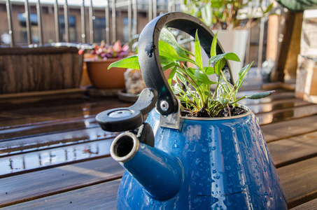 古董 美女 花瓶 茶壶 自然 小屋 花园 夏天 花的 草药