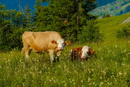 一小群奶牛在高山草甸吃草图片