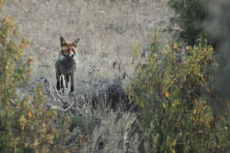 The Red Fox Vulpes vulpes staying in the grassland and looking