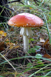 素食主义者 季节 烹饪 食物 蔬菜 如雨后春笋 森林