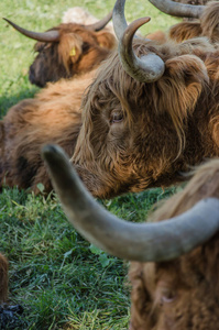 风景 苏格兰 牛肉 公牛 瑞士 小牛 领域 长的 农场 美丽的