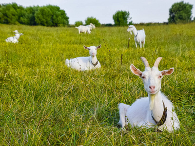在草地上吃草的山羊图片