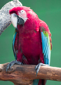 Scarlett Macaw bird parrot looking curious 