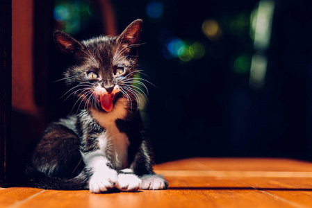 养小猫需要有责任照顾图片