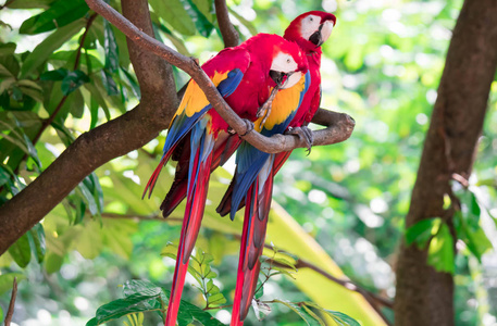 A couple of Scarlett Macaw bird parrot looking curious 