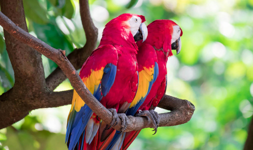 A couple of Scarlett Macaw bird parrot looking curious 