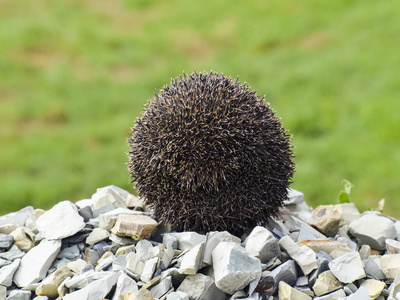 刺猬球图片