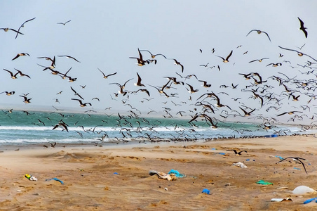 翅膀 自然 海鸟 海滩 夏天 航班 动物 飞行 羽毛 自由