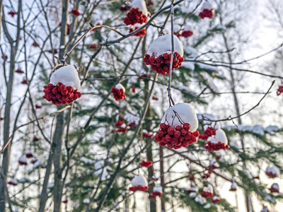 树枝上覆盖着新鲜的雪，成熟的红罗汉