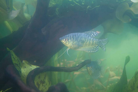 生活 颜色 野生动物 眼睛 水族馆 海洋 水下 动物群 自然