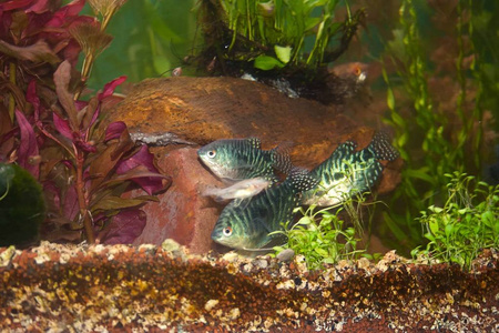 海洋 海的 水族馆 颜色 自然 动物 游泳 野生动物 眼睛