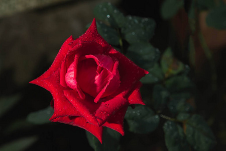 浪漫 美丽的 花的 开花 激情 夏天 婚礼 玫瑰 自然 情人